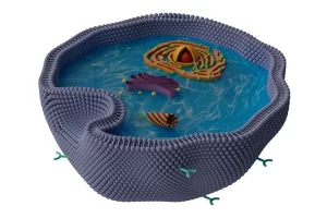 cell membrane
