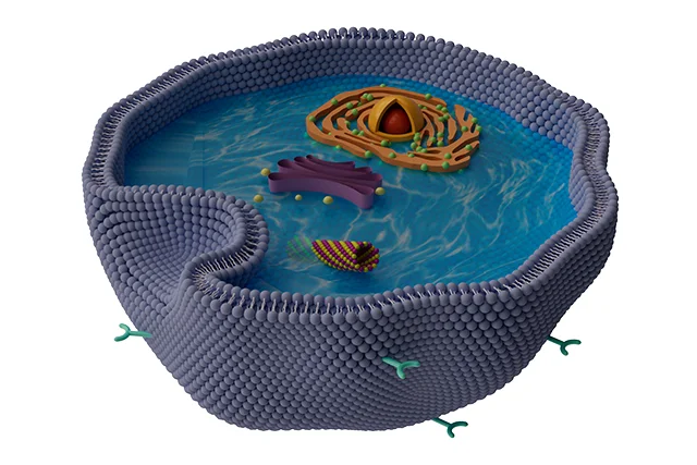 cell membrane
