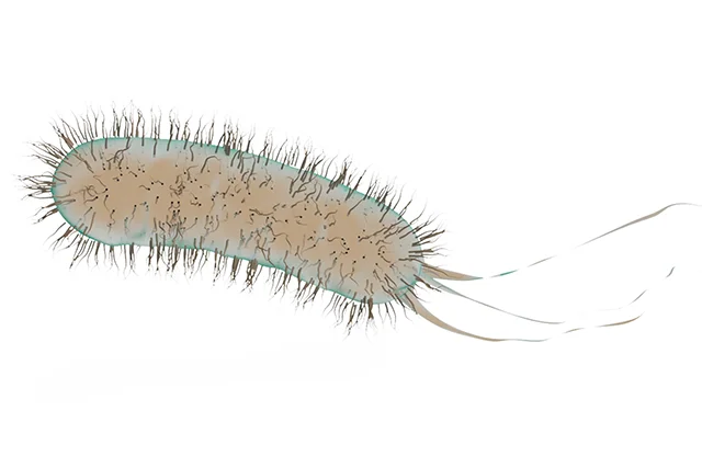bacterial model