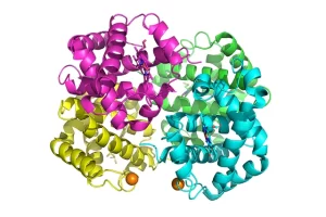 Hemoglobin