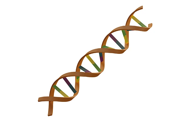 DNA Segment